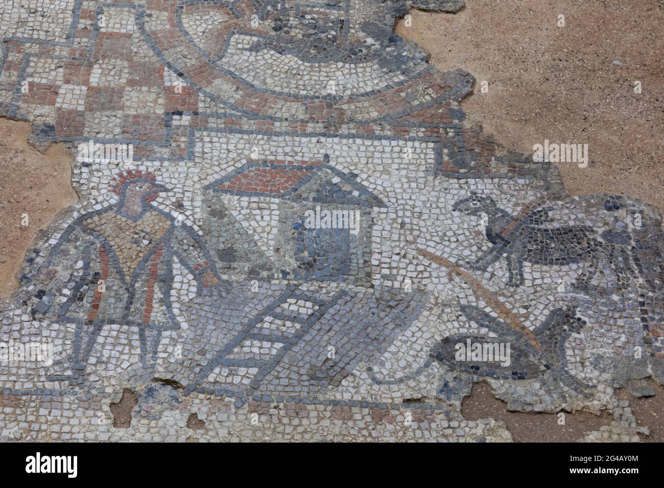 Inghilterra, Isola di Wight, Brading Villa Romana, il Mosaico Gallo raffigurante un uomo testa di pollo Foto Stock