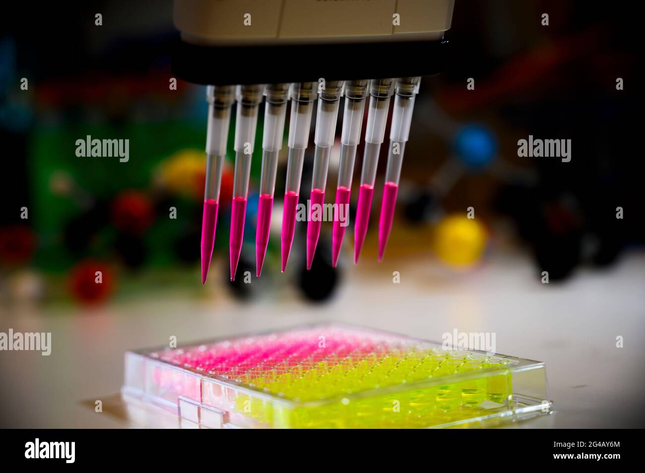 Pipetta multicanale che preleva la soluzione di colore rosa dalla piastra a 96 pozzetti per la ricerca clinica con composti modello in background in un laboratorio chimico Foto Stock