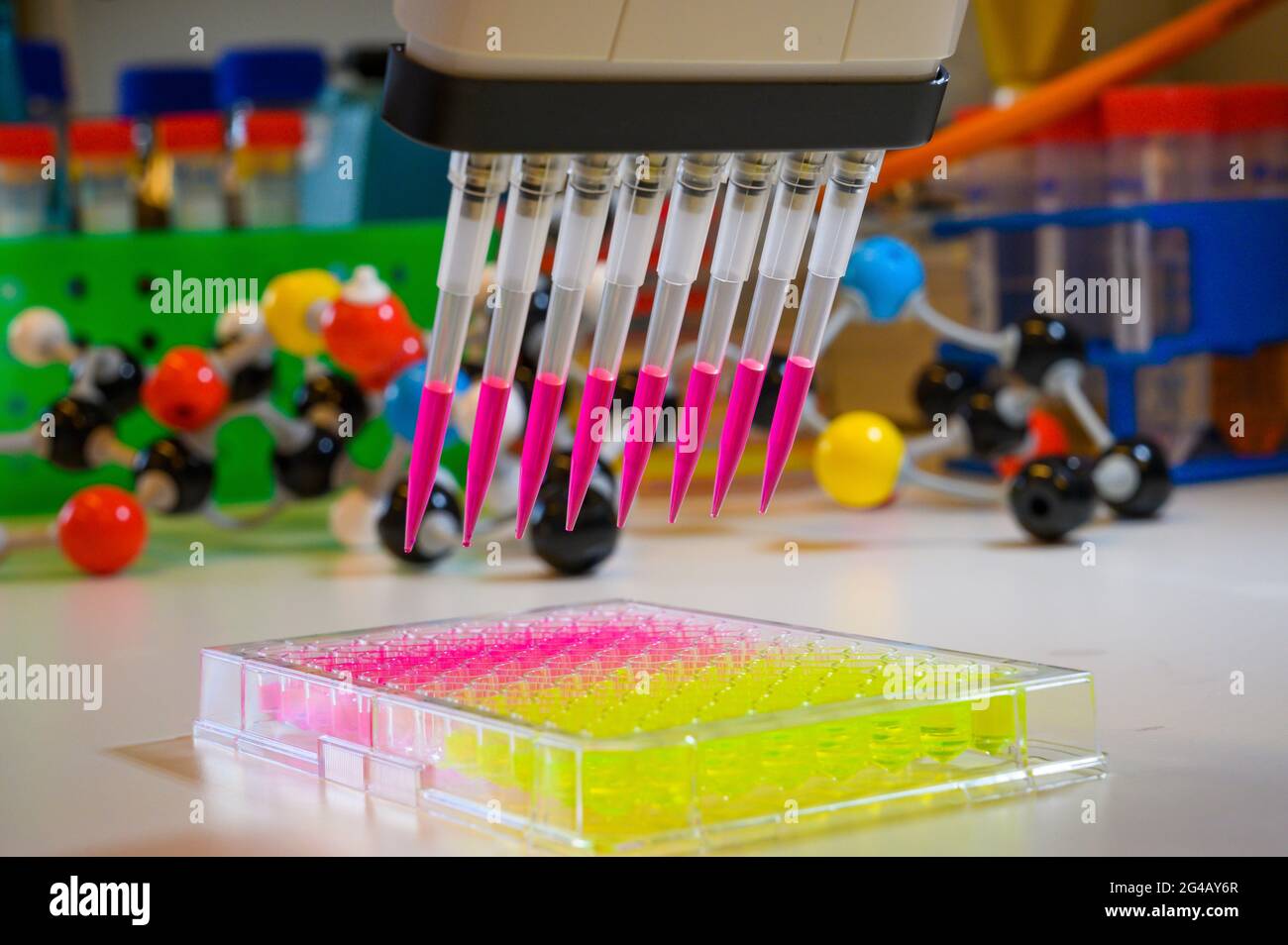 Pipetta multicanale che preleva la soluzione di colore rosa con puntali per la ricerca clinica con composti modello in background in un laboratorio di chimica Foto Stock