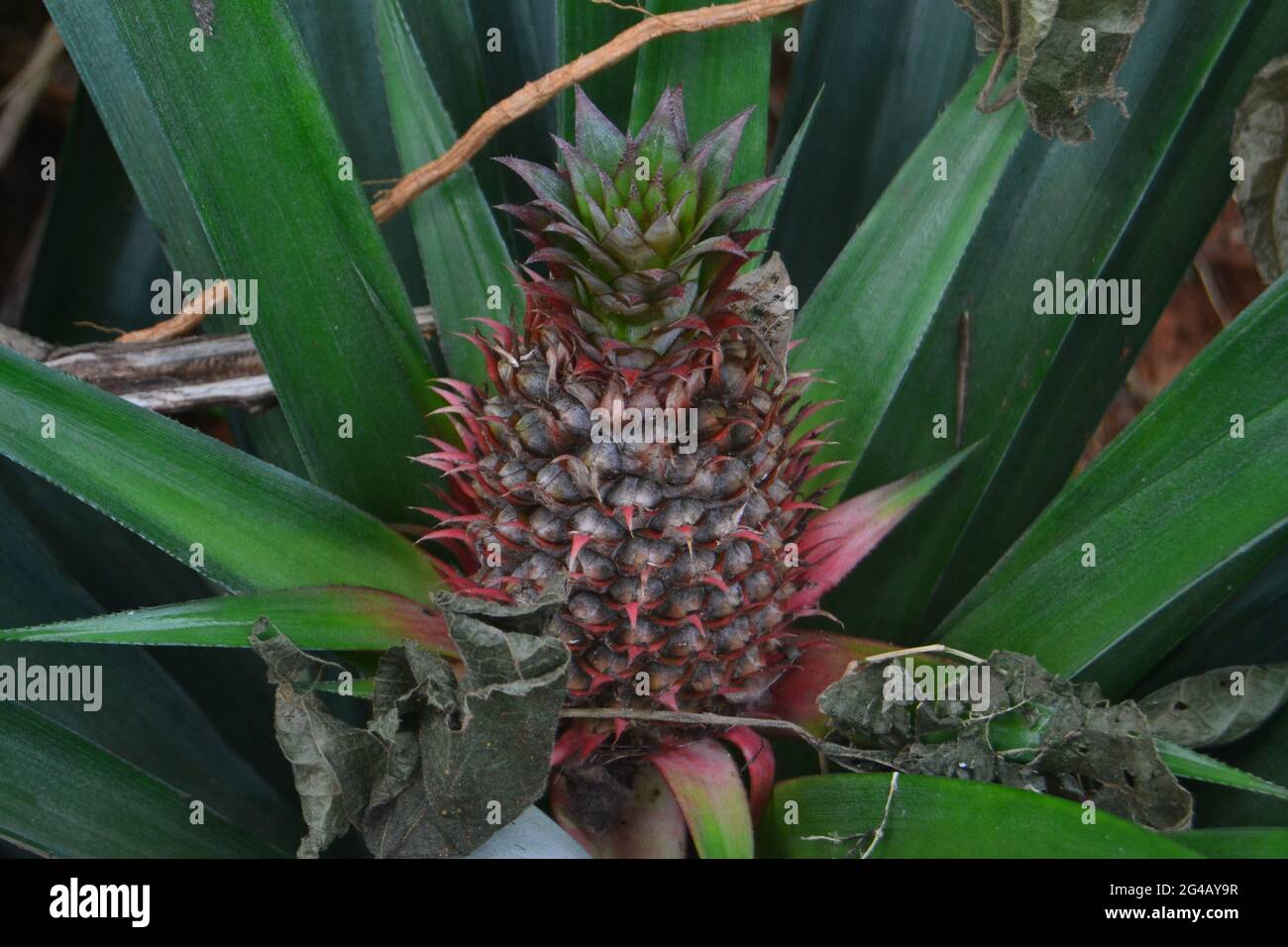 Un giovane ananas che cresce nel Kerala Thulappally Foto Stock