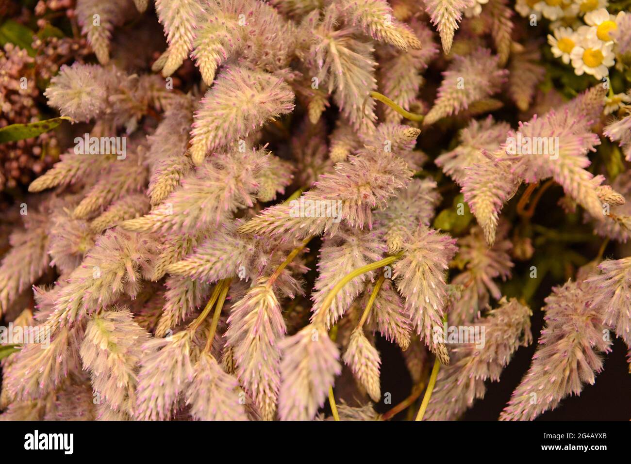 Esposizione floreale di fiori secchi simili alla coda in mostra ad una mostra di prodotti orticoli e fiera a Pechino, Cina Foto Stock