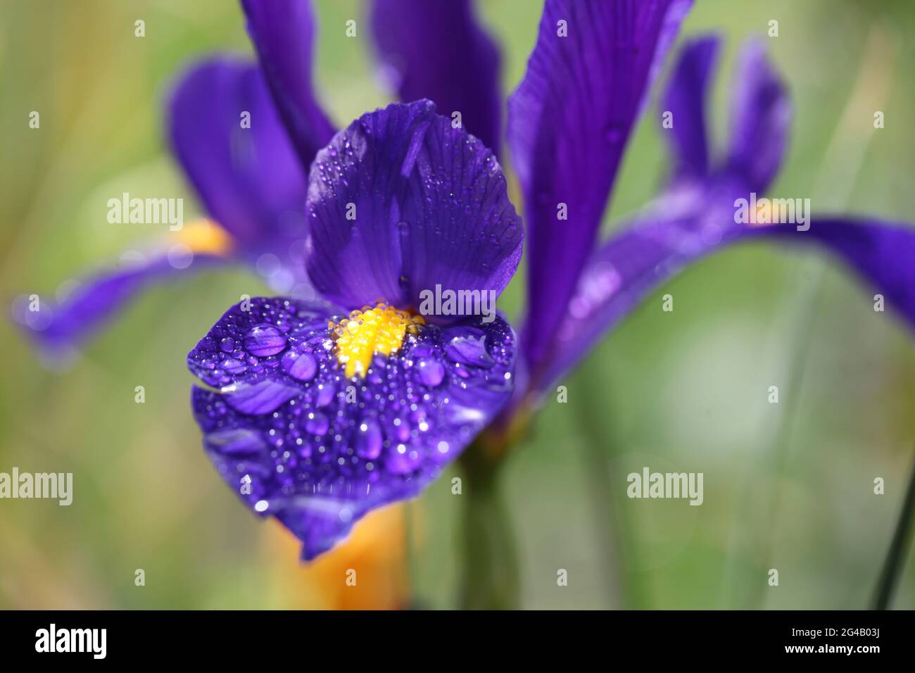 Meteo / natura Concept - primo piano di gocce di pioggia su petali di un iride viola e giallo fiorito / Iris reticulata Foto Stock