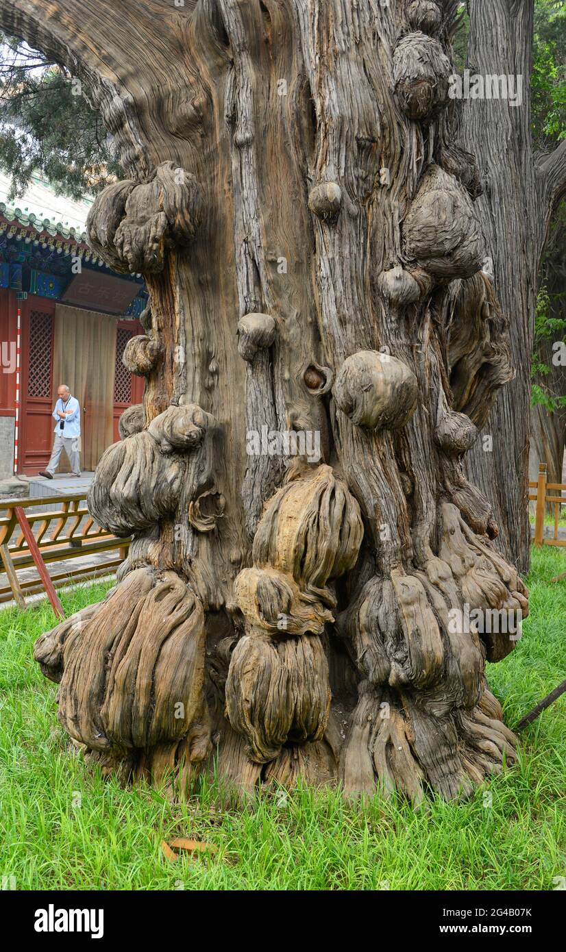 Un suggestivo tronco di albero, molto antico e con la sua chiocciatura, nel tempio di Confucio a Pechino, in Cina Foto Stock