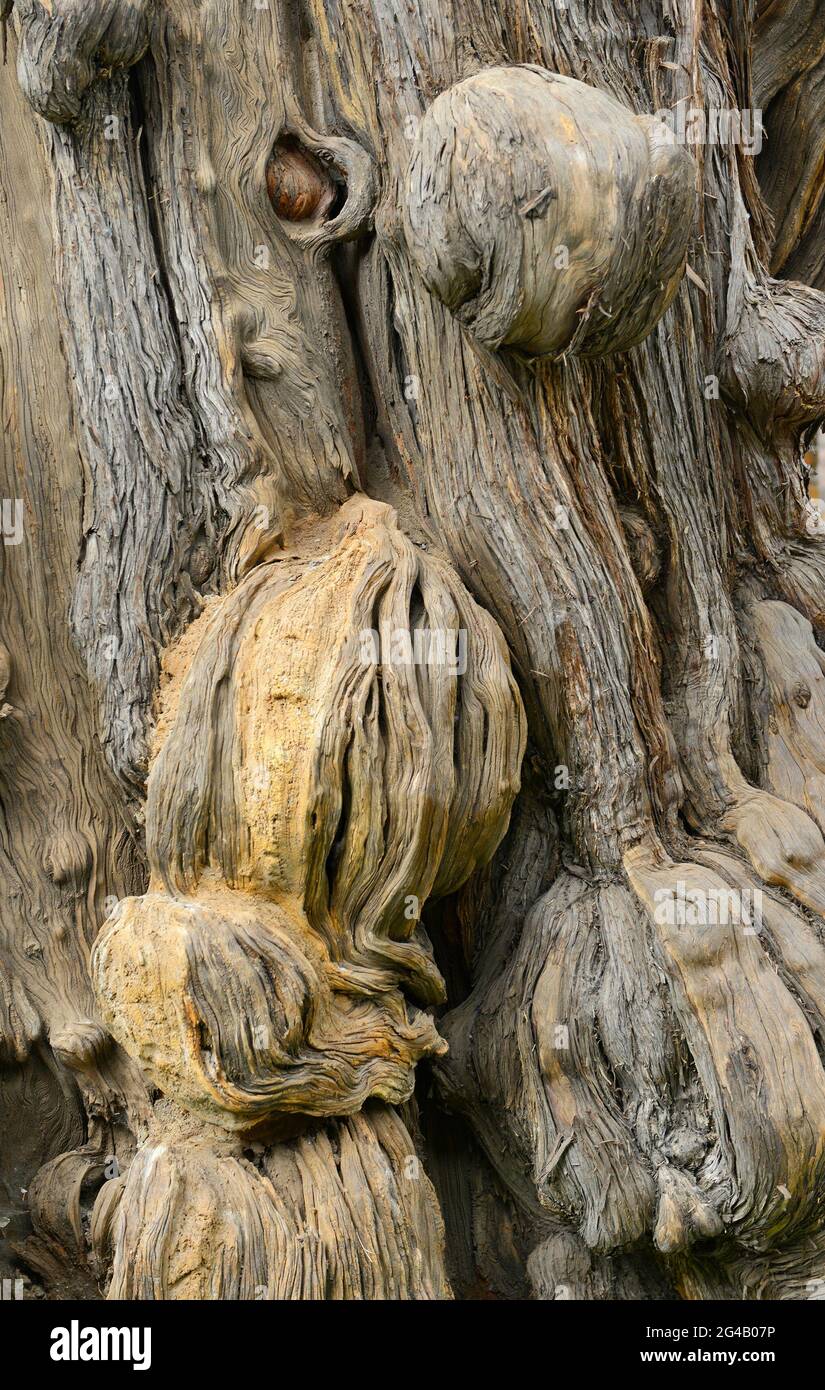 Un suggestivo tronco di albero, molto antico e con la sua chiocciatura, nel tempio di Confucio a Pechino, in Cina Foto Stock