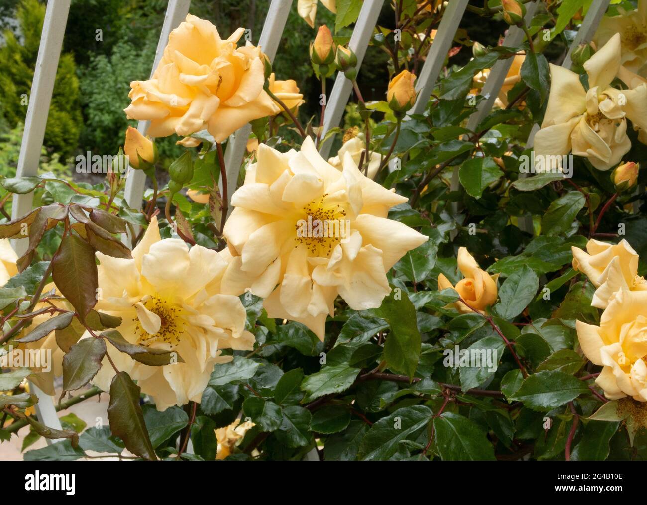 Rambling Rose Emily Grey, una varietà semi-sempreverde fiorita gialla che sale su rotaie di balcone in Devon, Inghilterra, Regno Unito Foto Stock