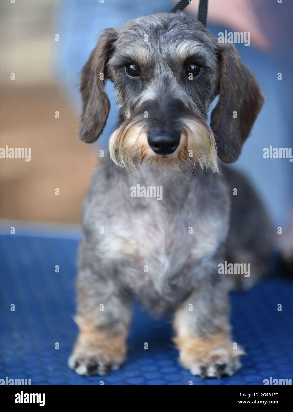 Dachshund in miniatura con capelli a filo ad uno spettacolo di cani. Il dachshund con i capelli a filo, l'ultimo a svilupparsi, è stato allevato alla fine del 19 ° secolo. C'è una possibilità Foto Stock