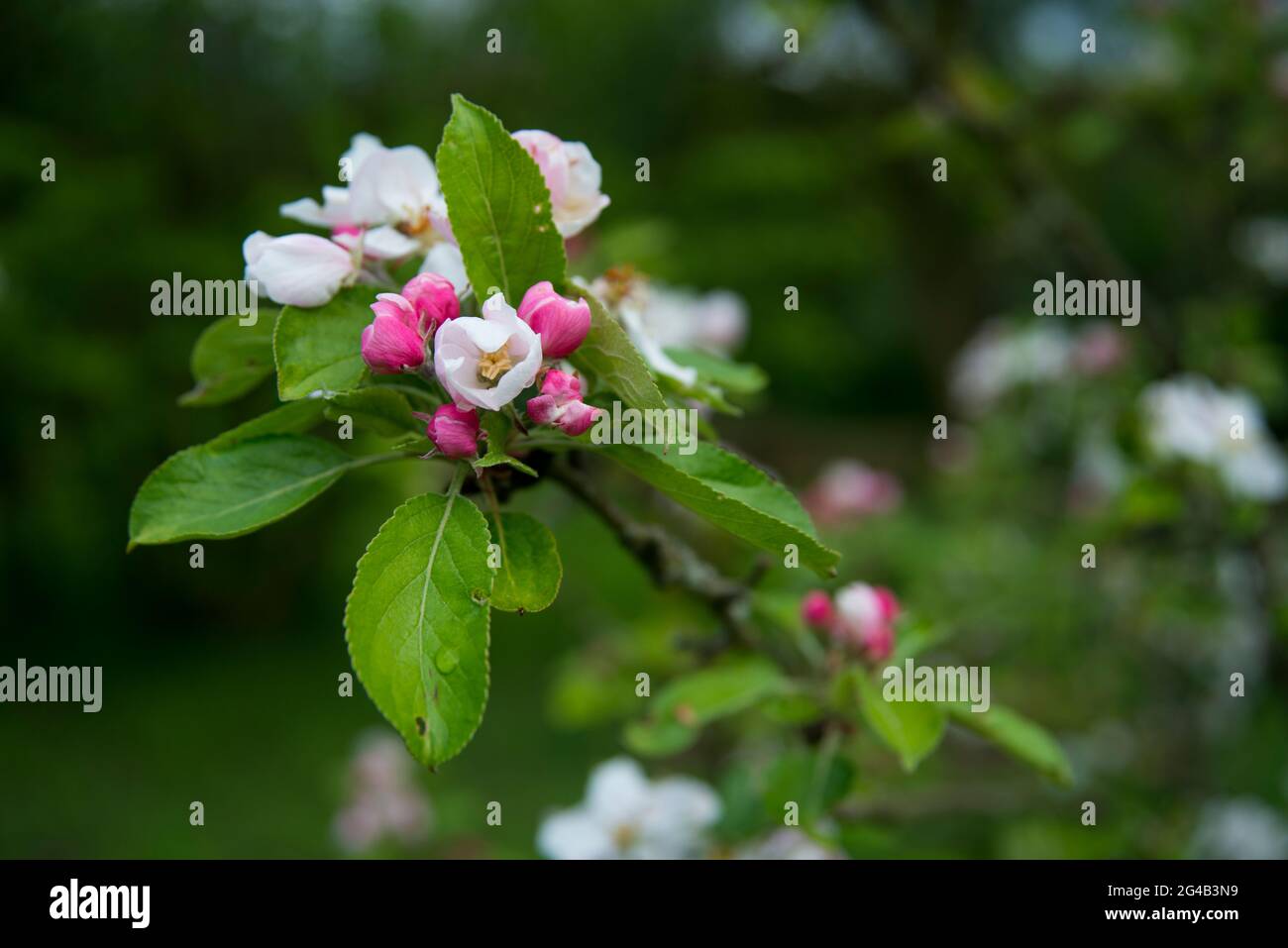 Apple Blossom ad albero Foto Stock