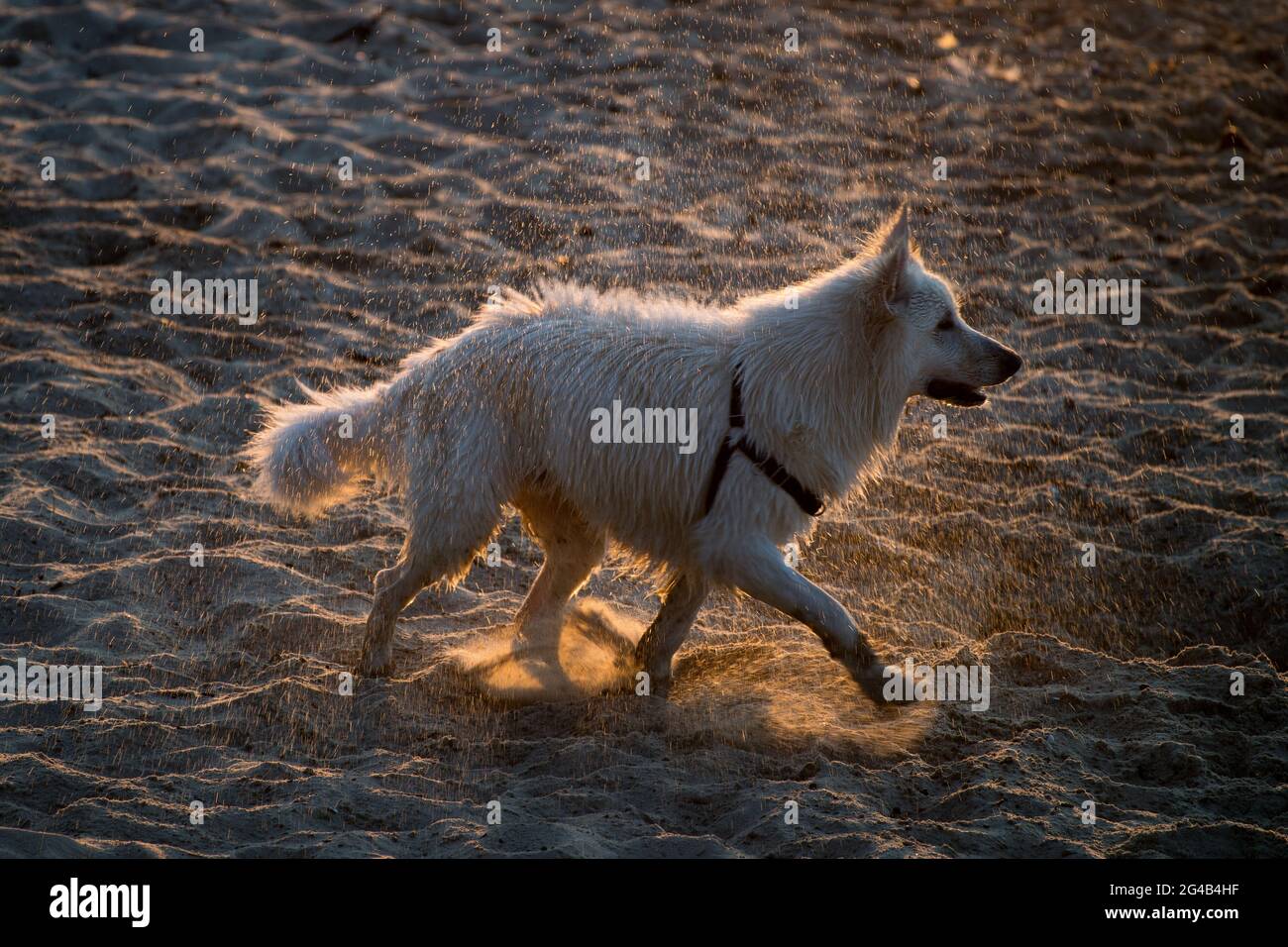 Cane scuotendo via l'acqua sulla spiaggia di Danzica. 17 Giugno 2021 © Wojciech Strozyk / Alamy Stock Photo Foto Stock
