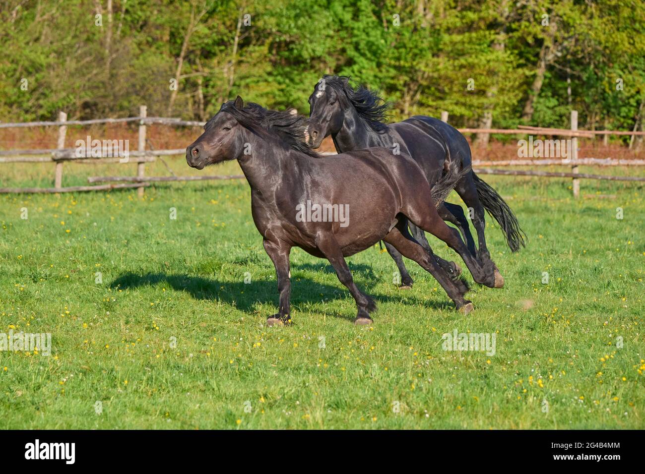 Cavallo, stallone insegue mare attraverso il pascolo in primavera Foto Stock