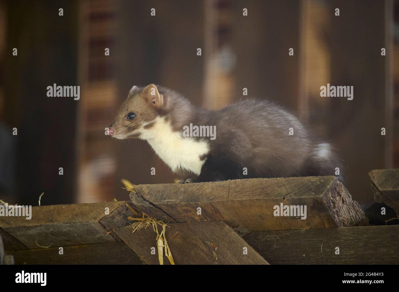 Pietra Marten, Faggio Marten, Martes foina Foto Stock