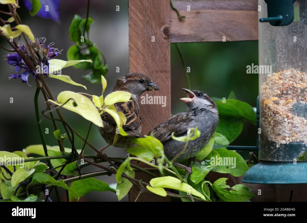 Femmina Sparrow alimenta giovane passera in giardino Thaxted Essex Inghilterra UK Giugno 2021 Foto Stock