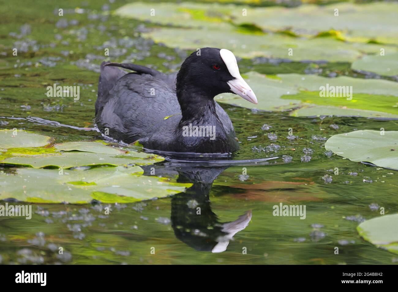 Coot su uno stagno, uno degli uccelli nativi britannici a Tatton in Cheshire Inghilterra Foto Stock