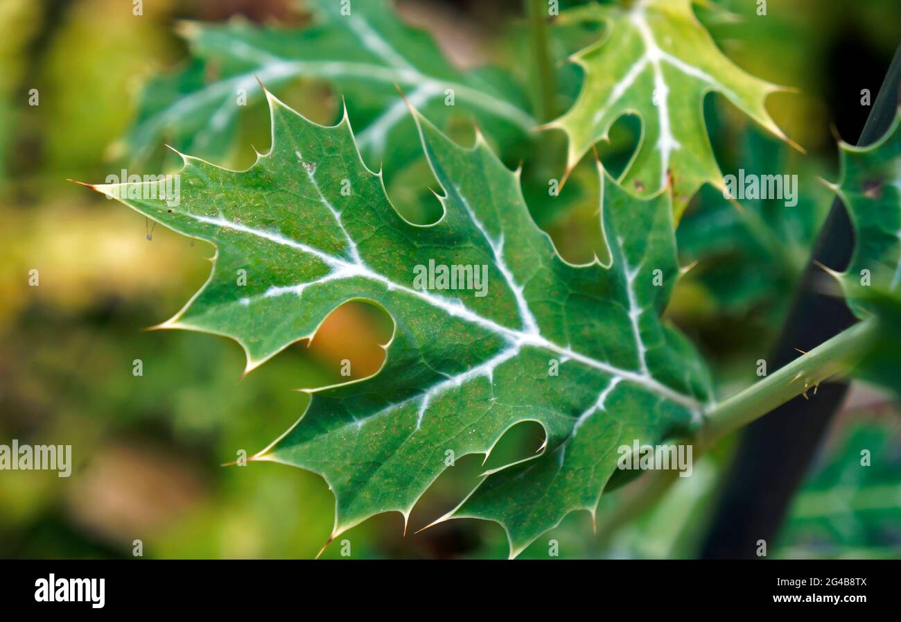 Pianta medicinale, foglie di papavero messicano (Argemone mexicana) Foto Stock