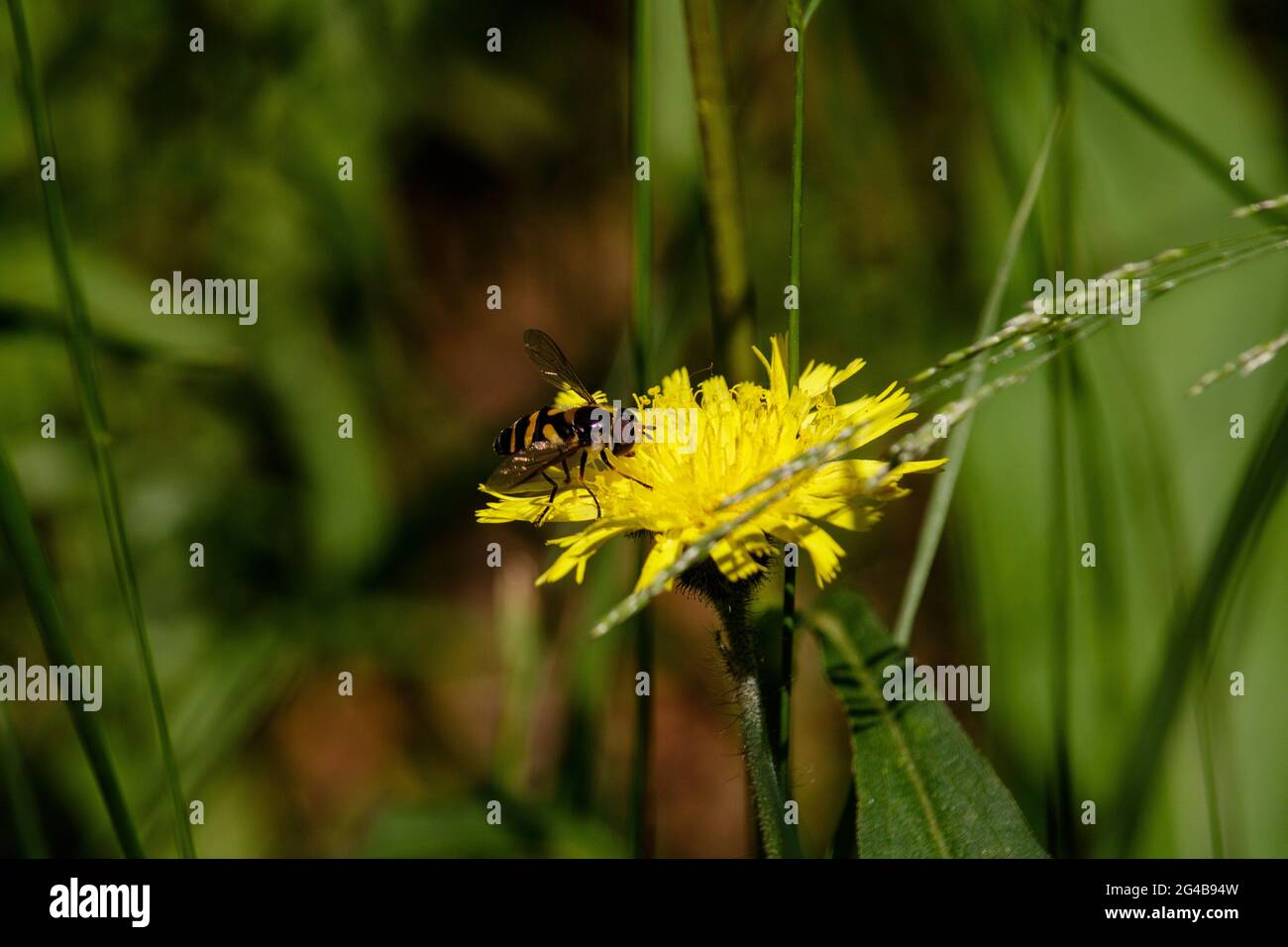 L'ape selvatica raccoglie il miele durante l'estate calda. È atterrato su un dente di leone giallo brillante e produce i dolci. Sullo sfondo un prato verde e nebby. Th Foto Stock