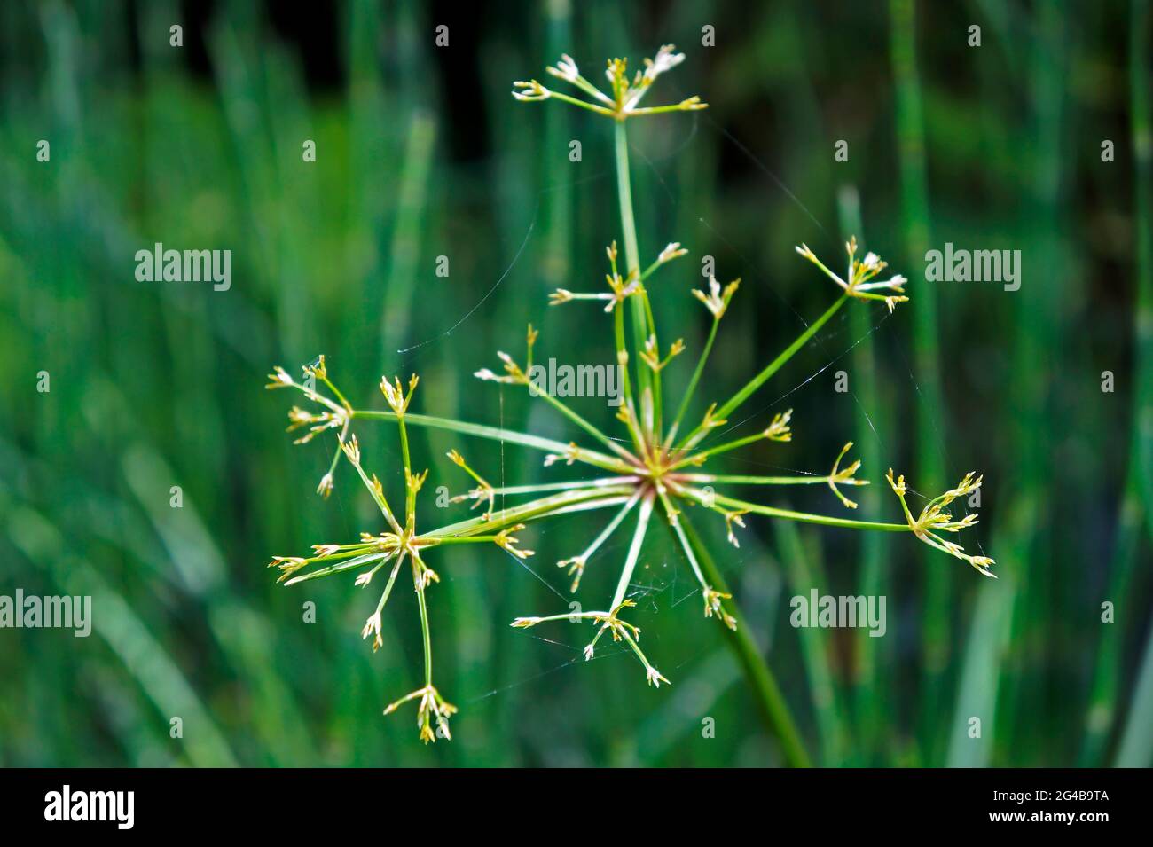 Ombrello papiro o ombrello scellino fiori (Cyperus alternifolius) Foto Stock