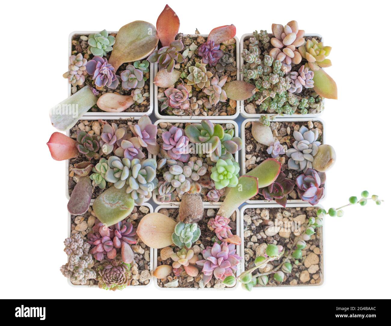 Propagazione succulenta. Piccole piante succulente e foglie in pentole, vista dall'alto Foto Stock