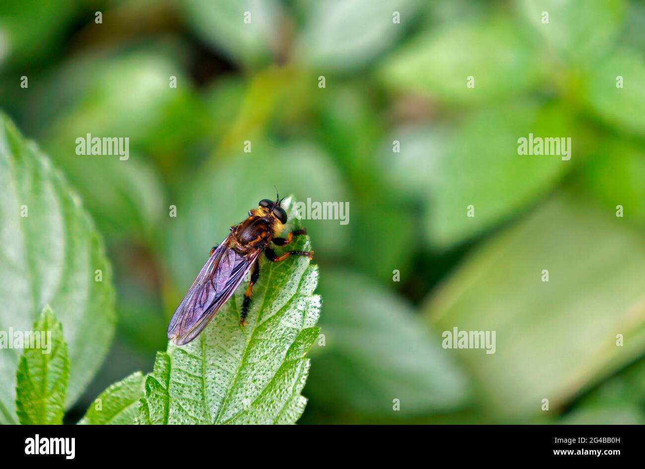 Gli insetti sulla foglia verde Foto Stock