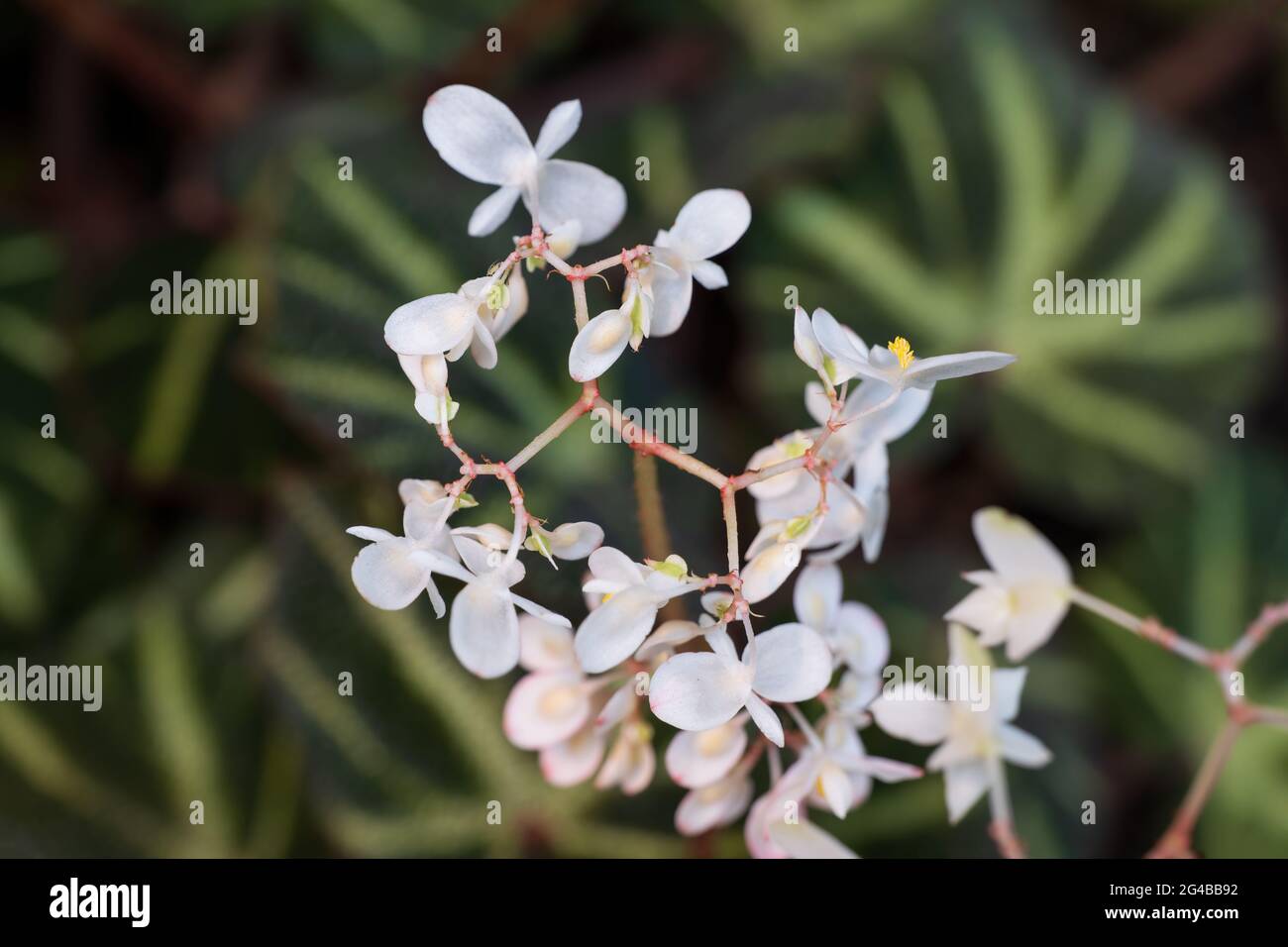 Fiori bianchi di Begonia solimutata (soli-mutata), la pianta di begonia che cambia il sole della famiglia: Begoniaceae, regione natale: Brasile del nord Foto Stock