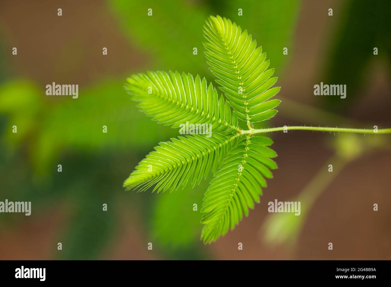Mimosa pudica pianta sensibile (pianta sonnolenta, pianta d'azione, pianta di palamaro, pianta umile) nella famiglia dei piselli: Fabaceae, regione natale: America del Sud e Centro Foto Stock