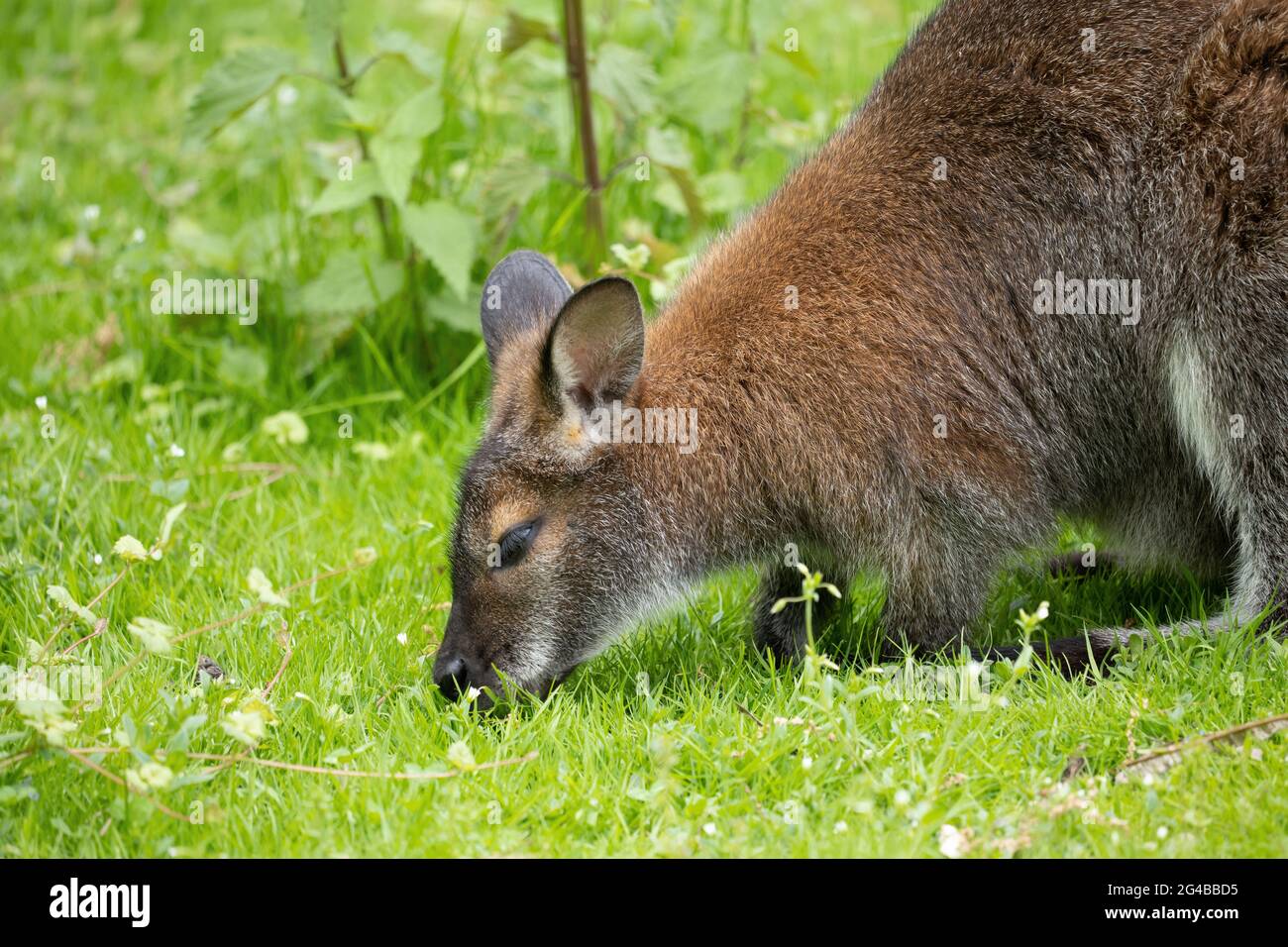 Pascoli nel prato, famiglia: Macropus rufogriseus, regione: Australia orientale e Tasmania. Foto Stock