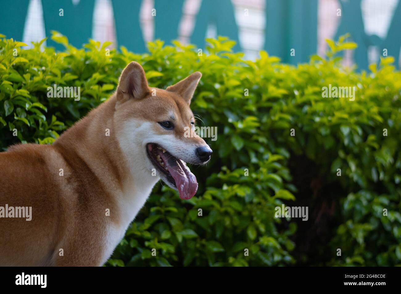 Shiba Inu lingua cane fuori guardando lateralmente, foglie sfocate sfondo in un parco Foto Stock