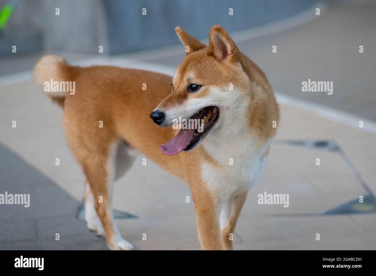 Shiba Inu cane lingua fuori guardando lateralmente, concentrarsi sul viso, corpo sfocato e sfondo. In grigio parco con pavimento Foto Stock