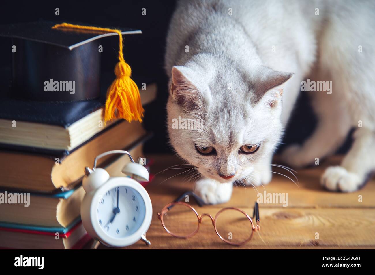 I materiali di studio sono sulla tabella. Il British Shorthair Cat si trova nelle vicinanze. Umorismo. Ritorno a scuola. Concetto di apprendimento e autoistruzione. Foto Stock