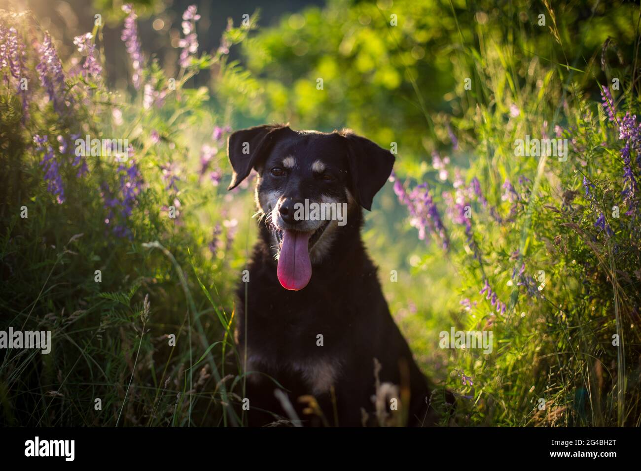 Pinscher austriaco al sole della sera Foto Stock