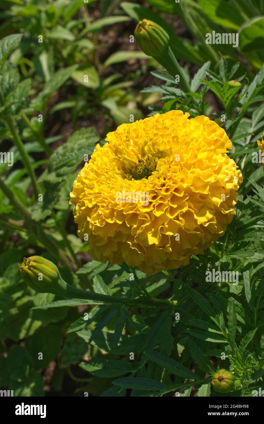 Fioritura di fiori gialli di Marigold in habitat naturale. Foto Stock
