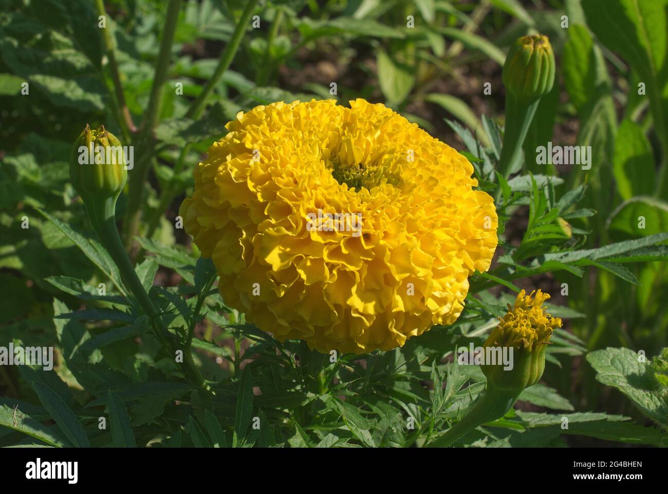 Fioritura di fiori gialli di Marigold in habitat naturale. Foto Stock