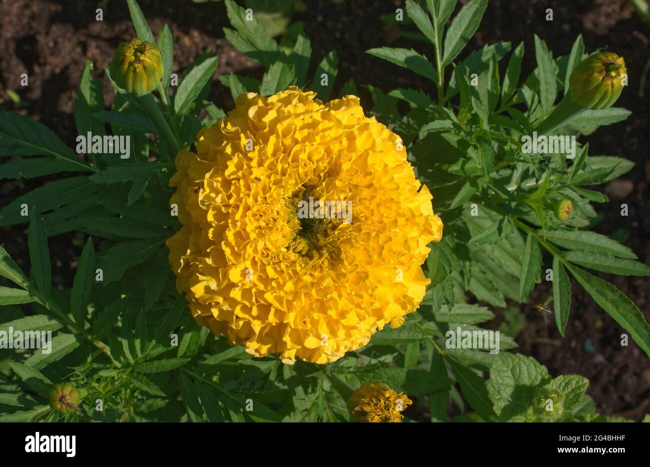 Fioritura di fiori gialli di Marigold in habitat naturale. Foto Stock
