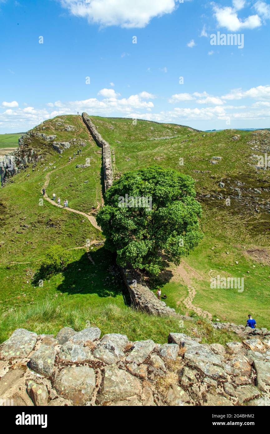 Vista dall'alto di Sycamore Gap l'iconica vista di un singolo albero di Sycamore sul Muro di Adriano percorso pedonale lungo percorso nazionale Northumberland Foto Stock