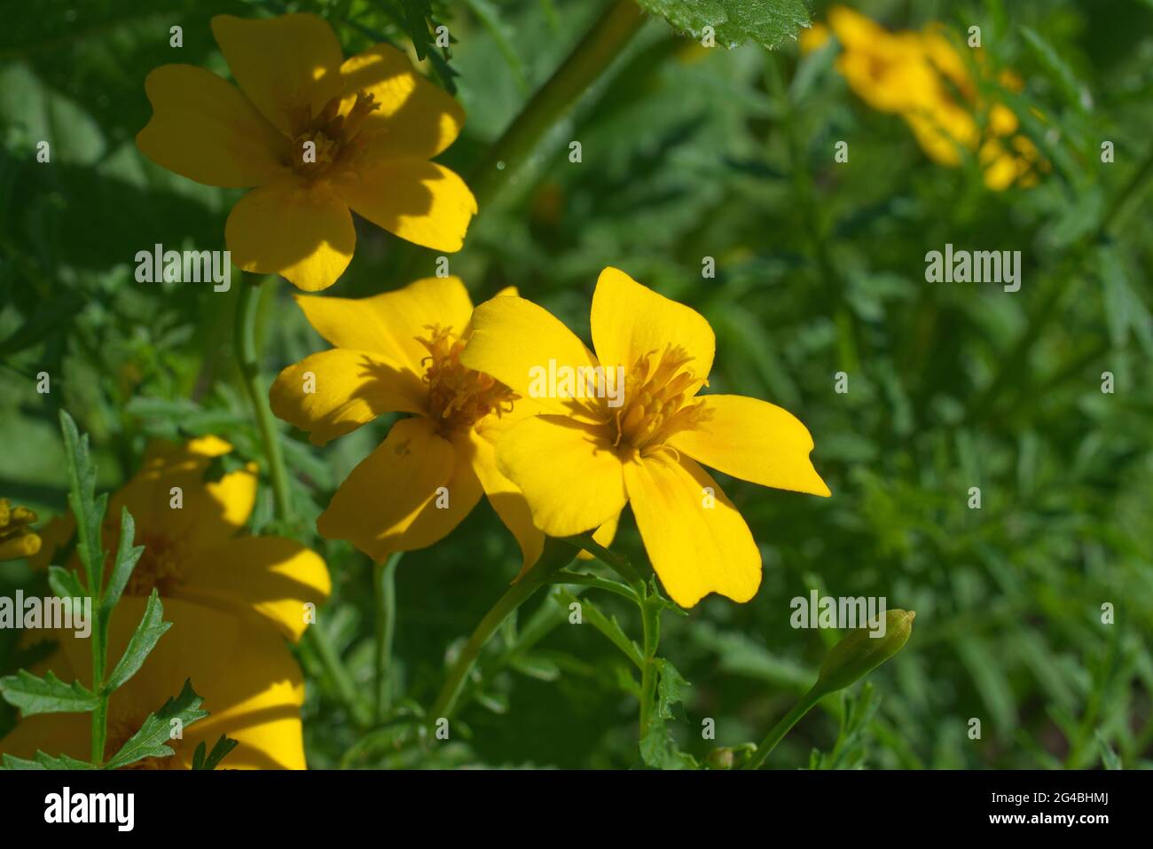 Fioritura dei fiori gialli di Goldmarie in habitat naturale, noto anche come Bidens ferulifolia e Bidens Goldilocks Foto Stock