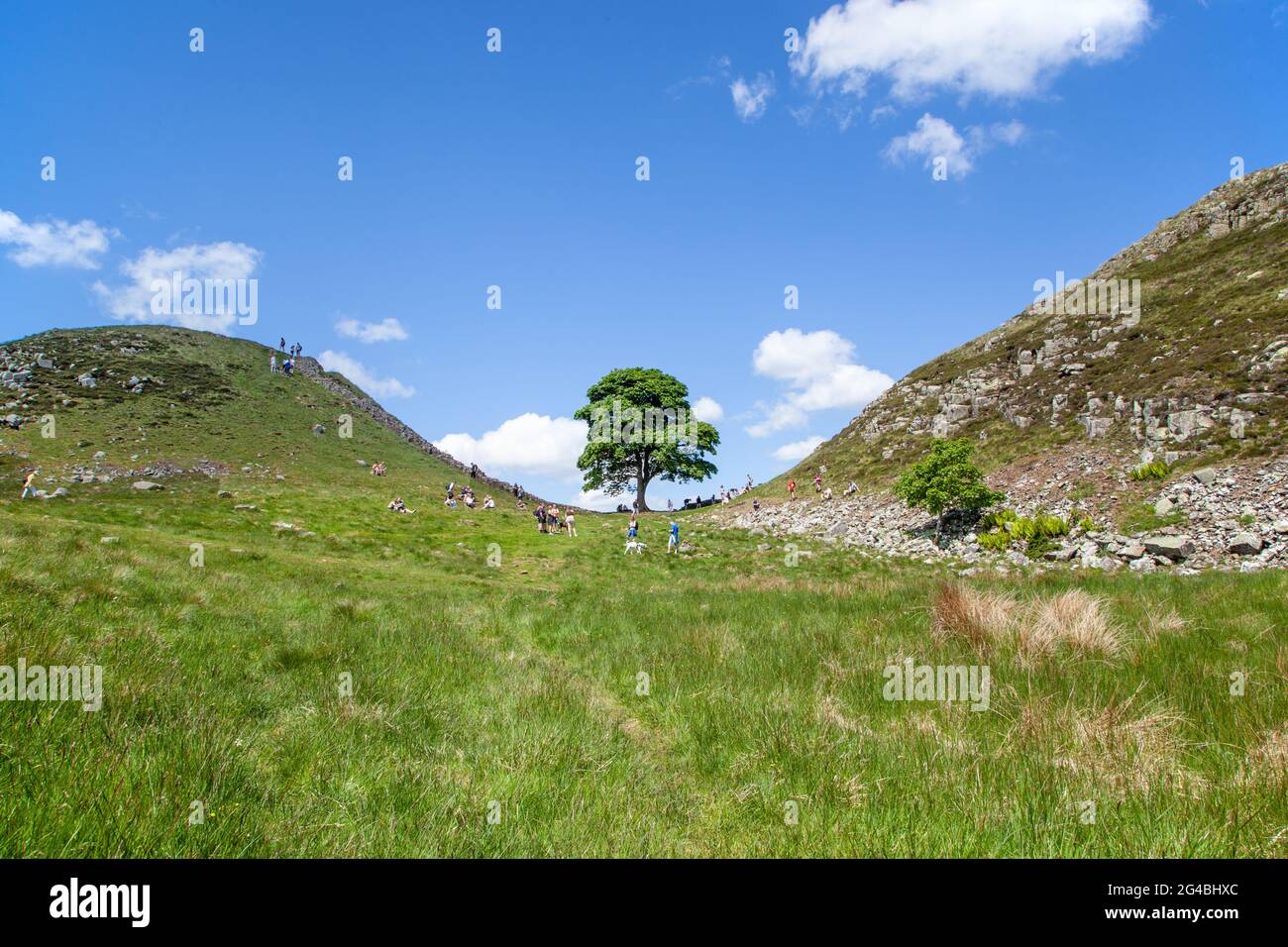 Sycamore Gap l'iconica vista di un singolo albero di Sycamore sul Muro di Adriano percorso pedonale lungo percorso nazionale Northumberland Inghilterra UK Foto Stock