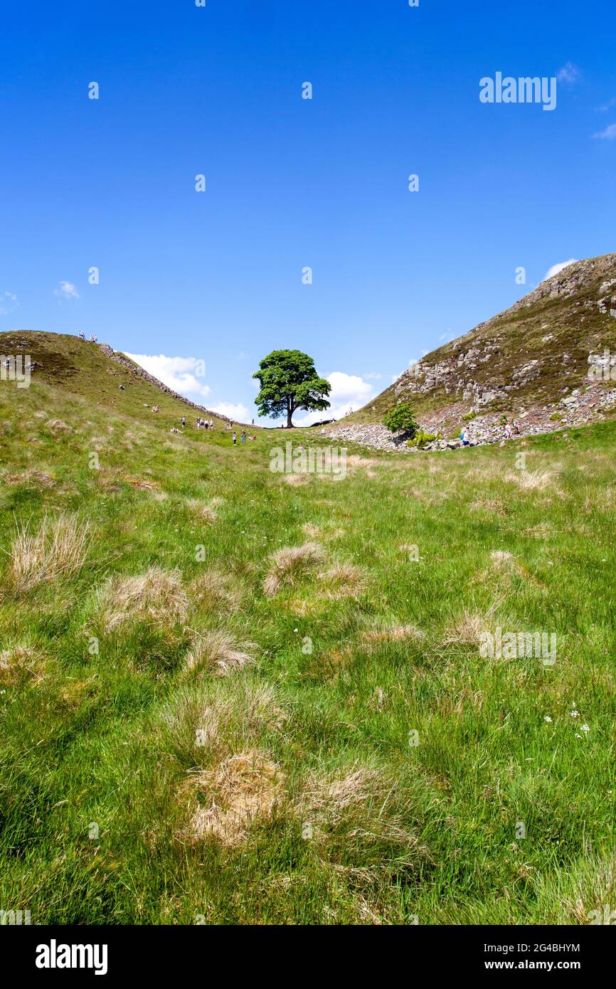 Sycamore Gap l'iconica vista di un singolo albero di Sycamore sul Muro di Adriano percorso pedonale lungo percorso nazionale Northumberland Inghilterra UK Foto Stock