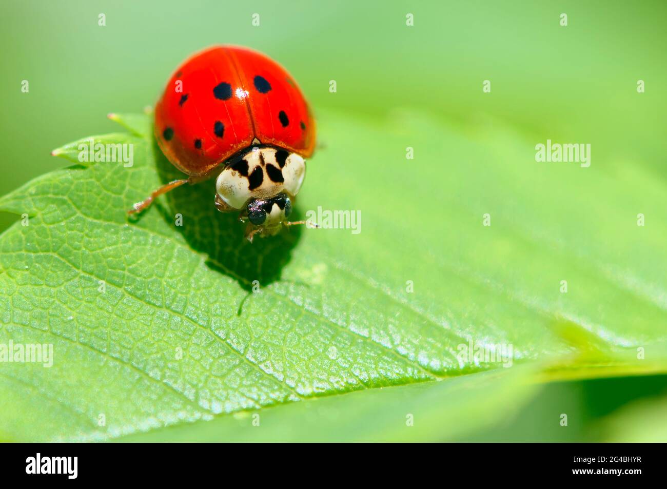 Ladybeetle asiatico (Harmonia axyridis) poggiato su una foglia verde. Foto Stock