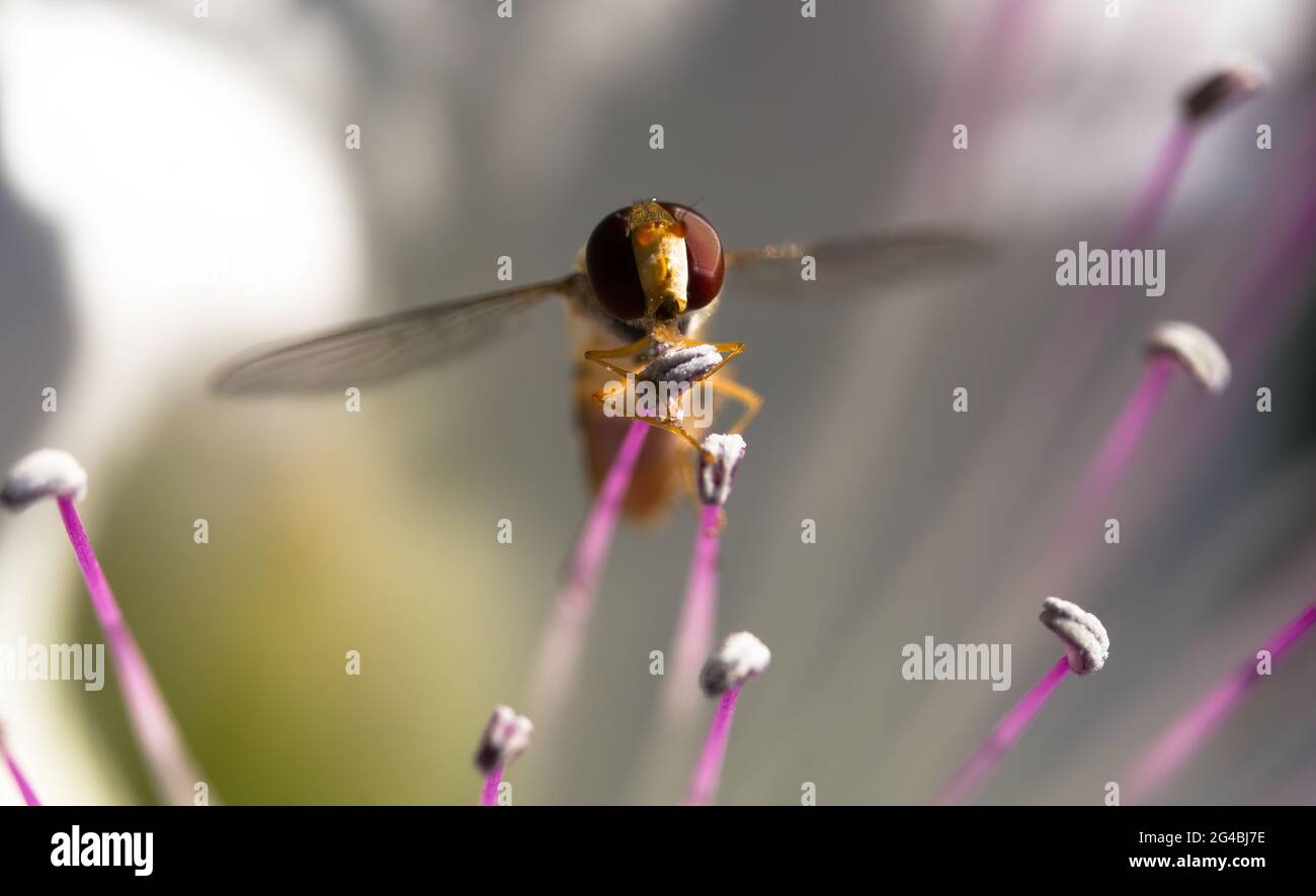 Macro fotografia di un volata in cintura (Syrphidae) su un fiore di cappero Foto Stock