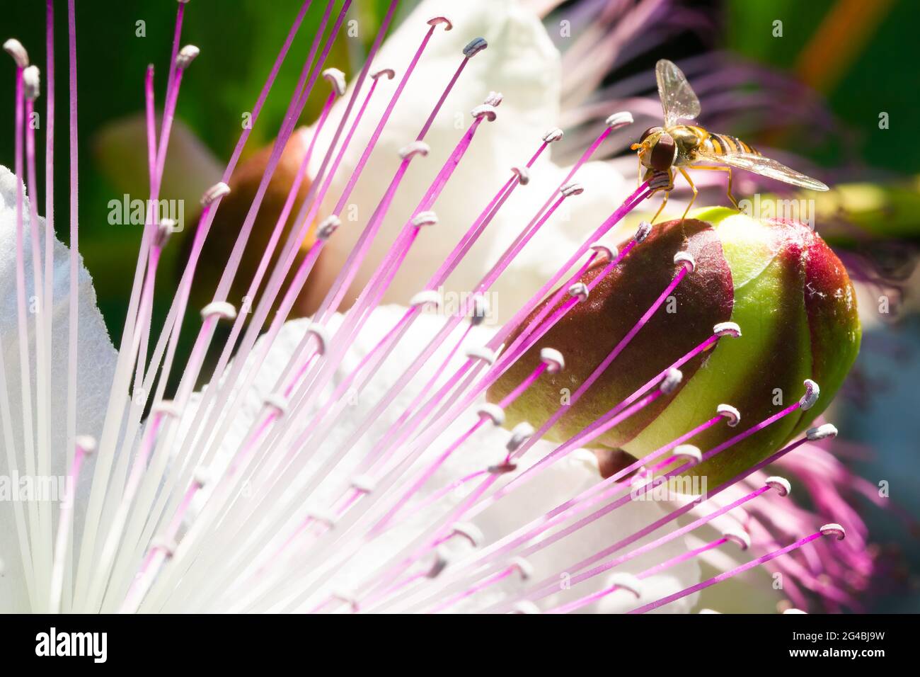 Macro fotografia di un volata in cintura (Syrphidae) su un fiore di cappero Foto Stock