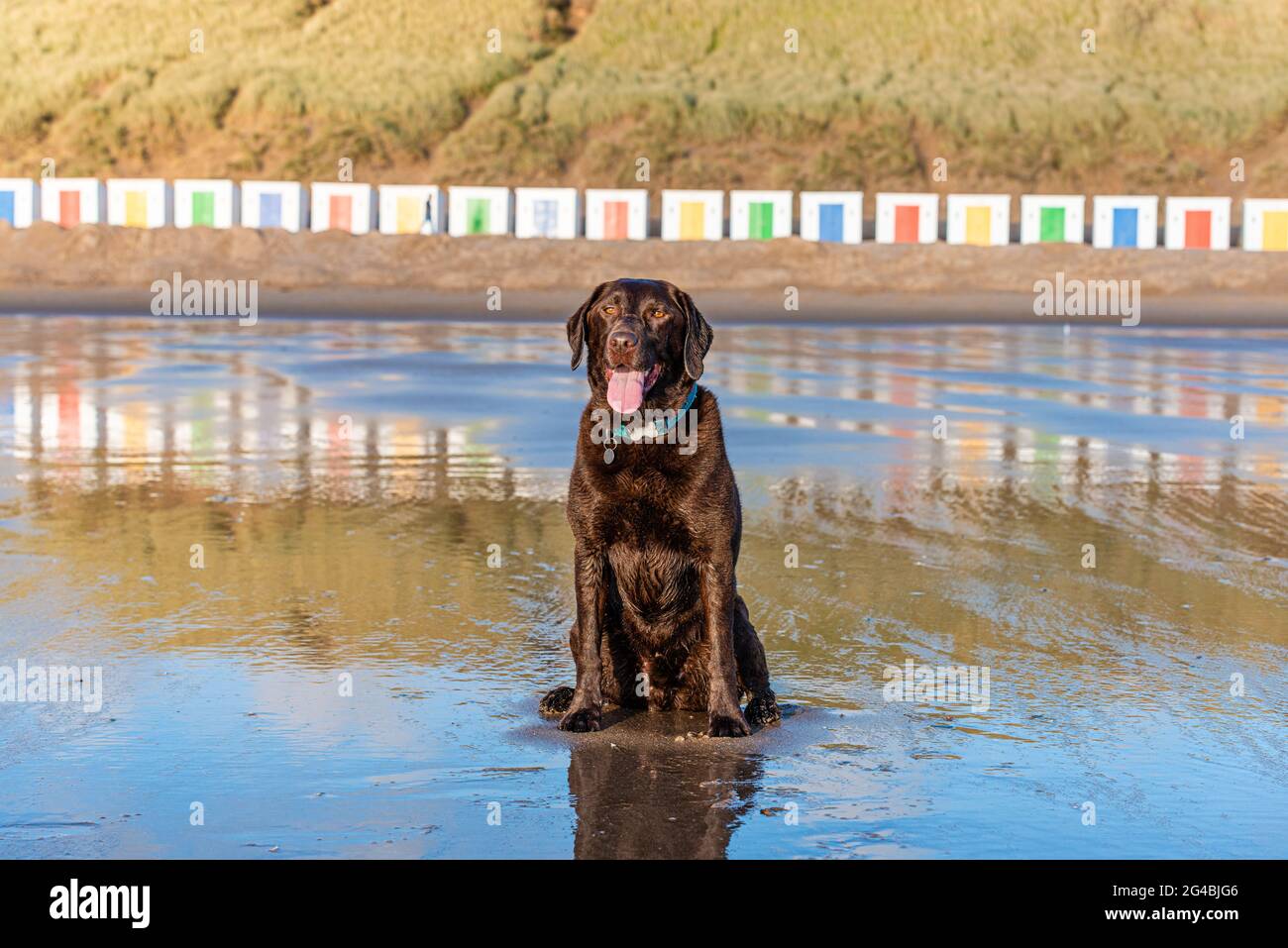 Capanne bianche, con porte colorate, con un laboratorio di cioccolato di fronte alle dune con riflessi nella sabbia bagnata della spiaggia di Woolacombe Beach, Devon Foto Stock