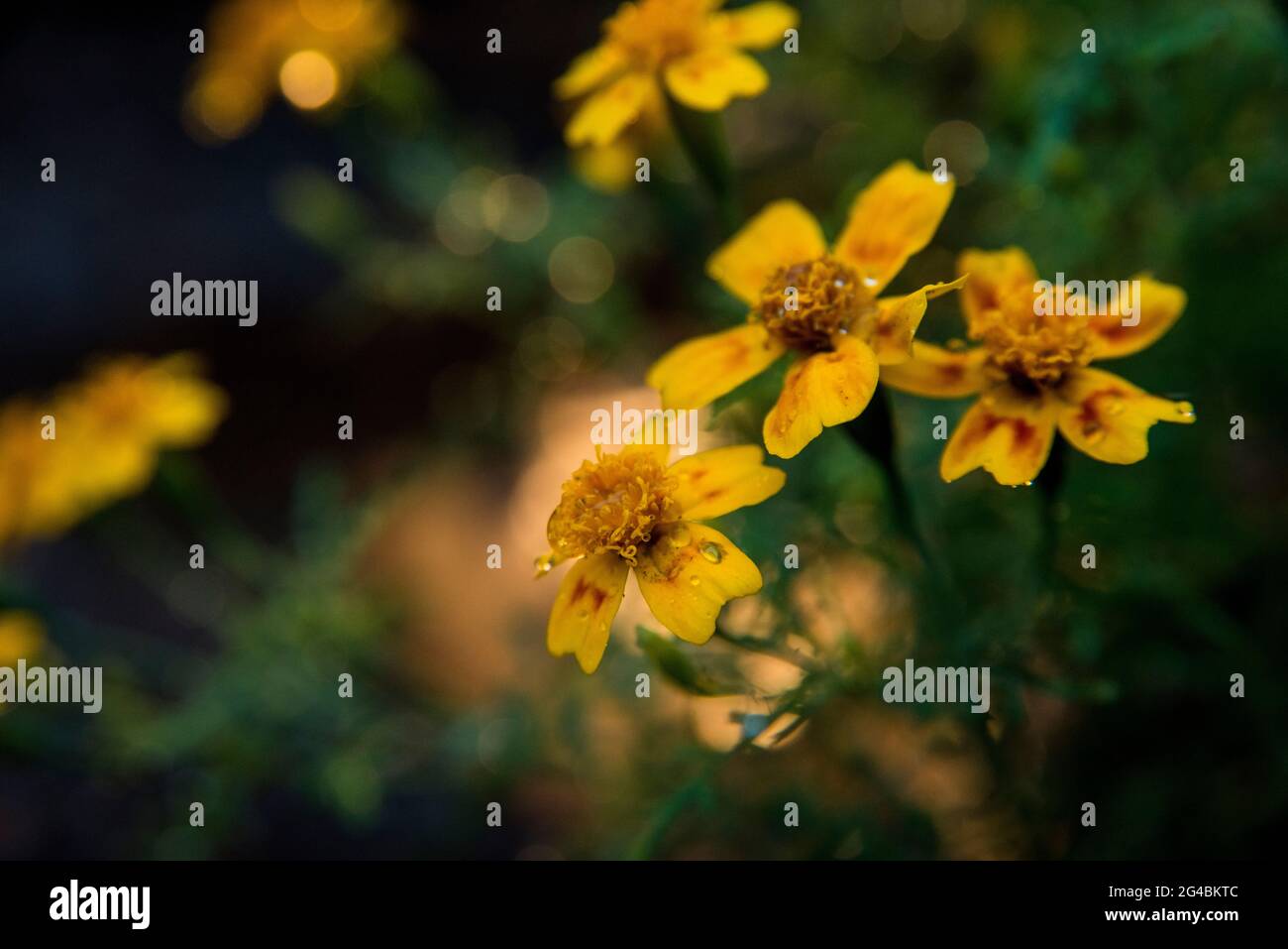 Essbare Tagetes Blüte, fiori di tagetes commestibili Foto Stock