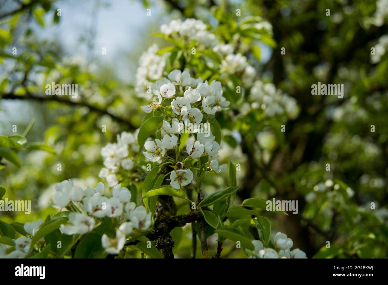 Birnenblüten, Par fiorisce Foto Stock