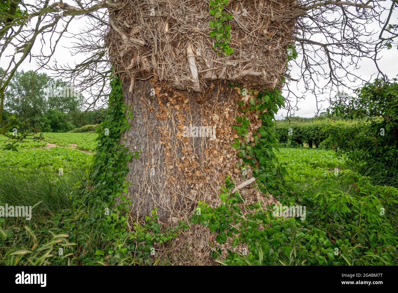 Un primo piano di asportato, segato da edera, dalla base di un albero di quercia Foto Stock
