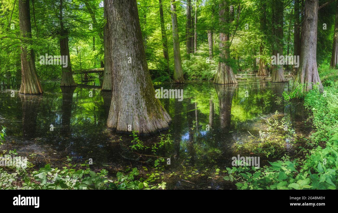 Crescere nello stagno di un parco naturale Bosco di Taxodium distichum Foto Stock