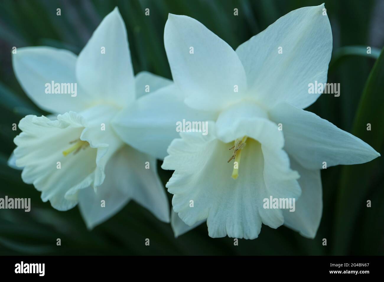 Daffodil bianco, Narcissus , con petali delicati e foglie verdi , Narcissus in giardino, fiori bianchi macro, Daffodil bianco, Foto Stock