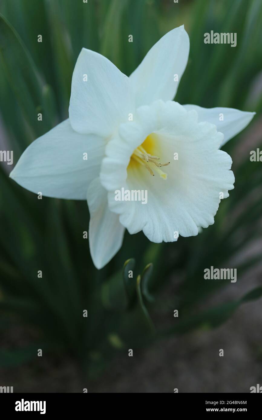 Daffodil bianco, Narcissus , con petali delicati e foglie verdi , Narcissus in giardino, fiori bianchi macro, Daffodil bianco, Foto Stock