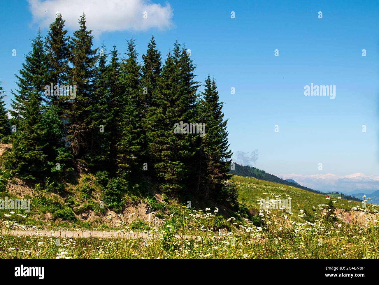 Foresta di montagna in Georgia Foto Stock