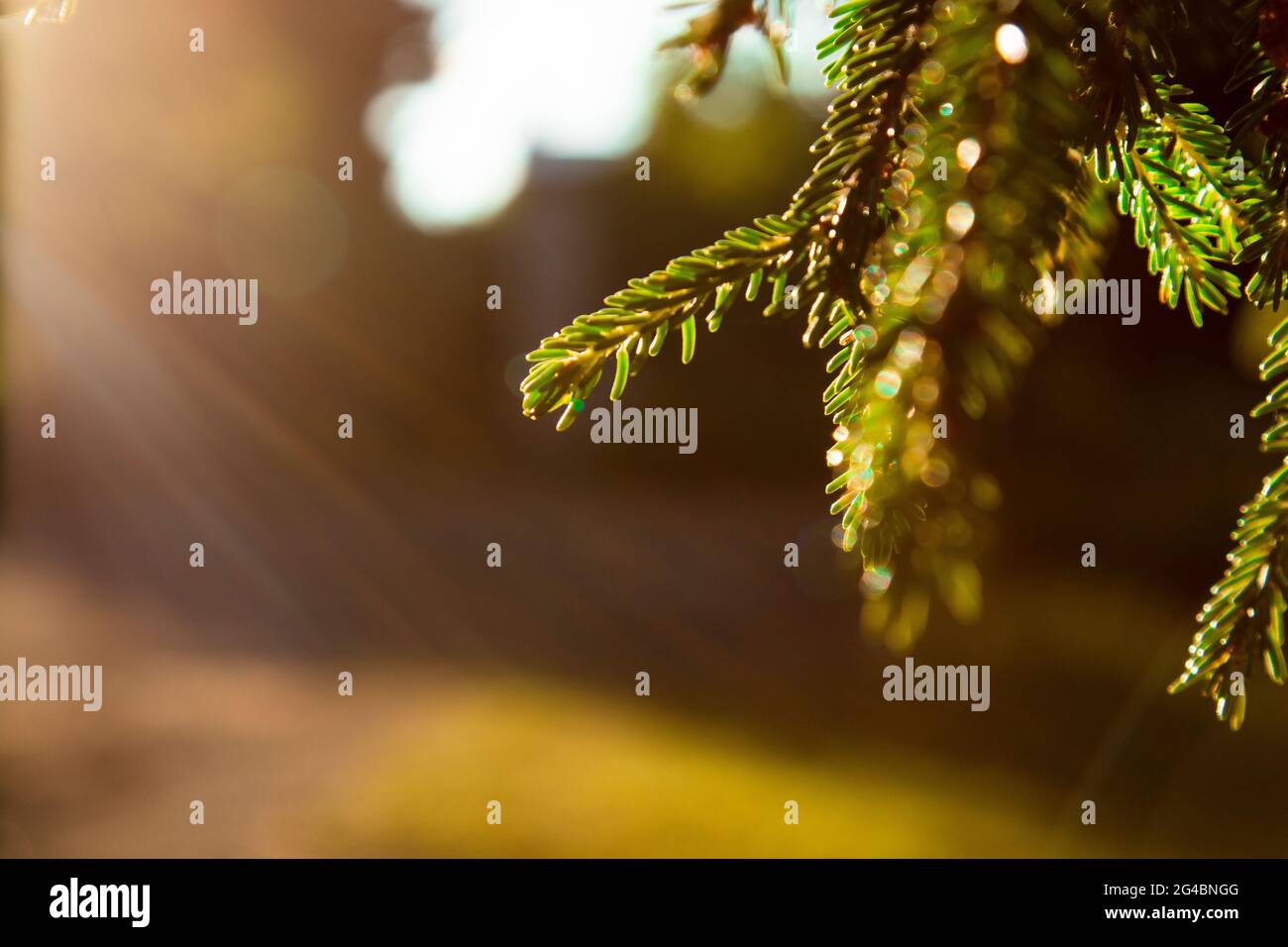 Luce del sole e pino Foto Stock