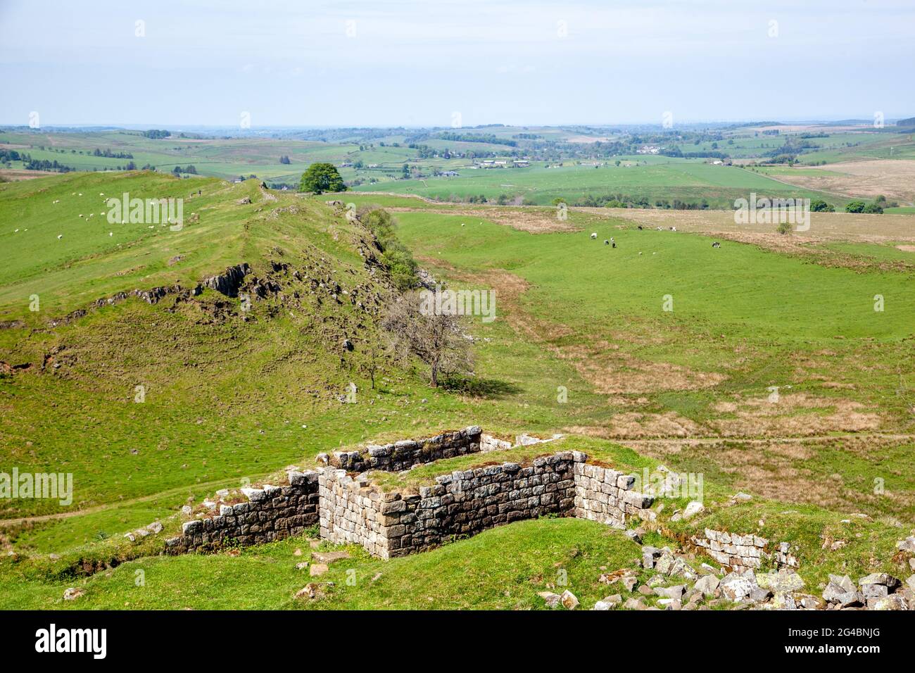 Vista lungo Walltown Crass parte del muro di Adriano lunga distanza sentiero nazionale sentiero Northumberland Inghilterra UK Foto Stock