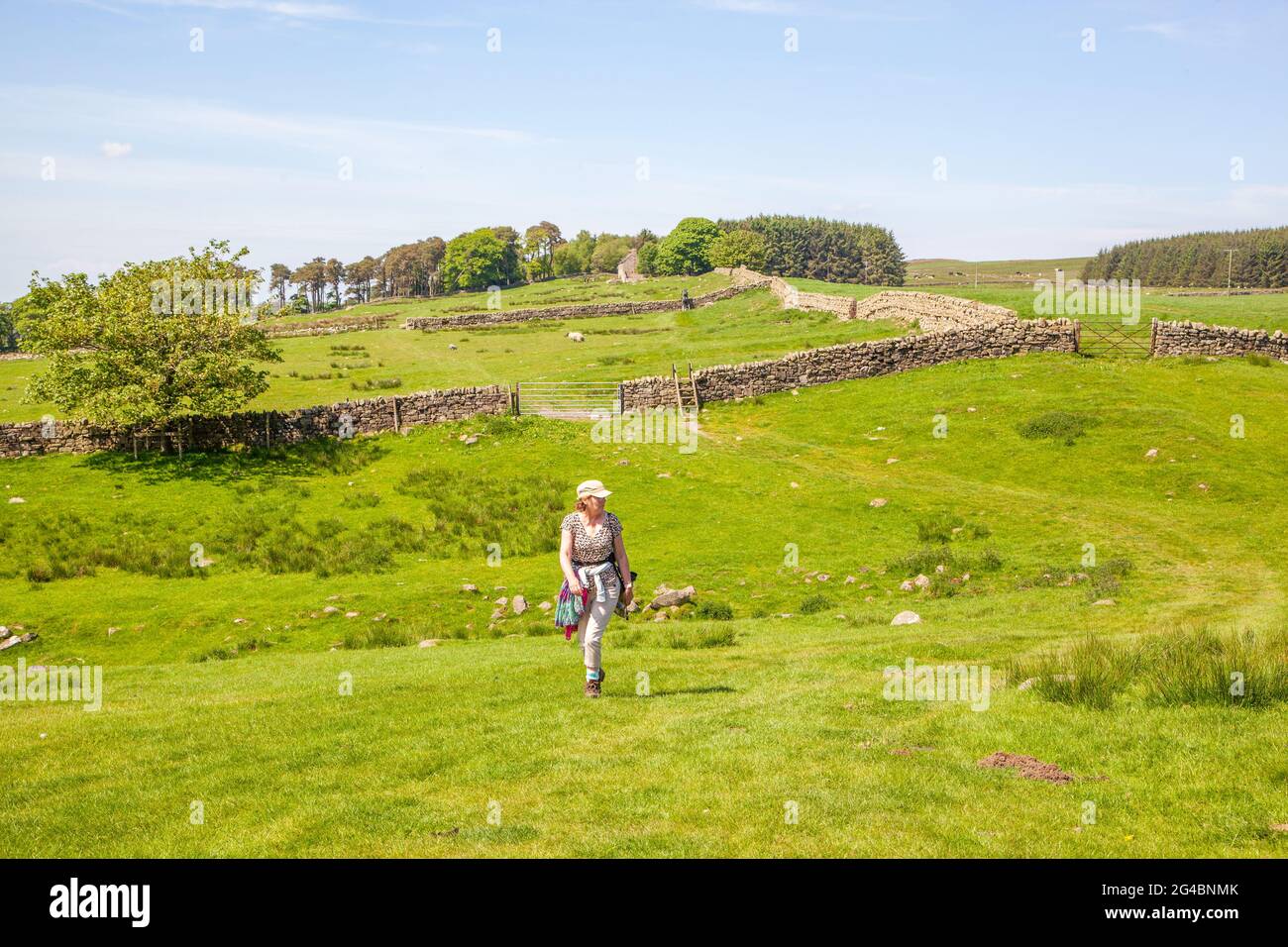 Donna che cammina nella campagna del Northumberland mentre cammina lungo le mura di Adriano sentiero nazionale a lunga distanza Inghilterra UK Foto Stock