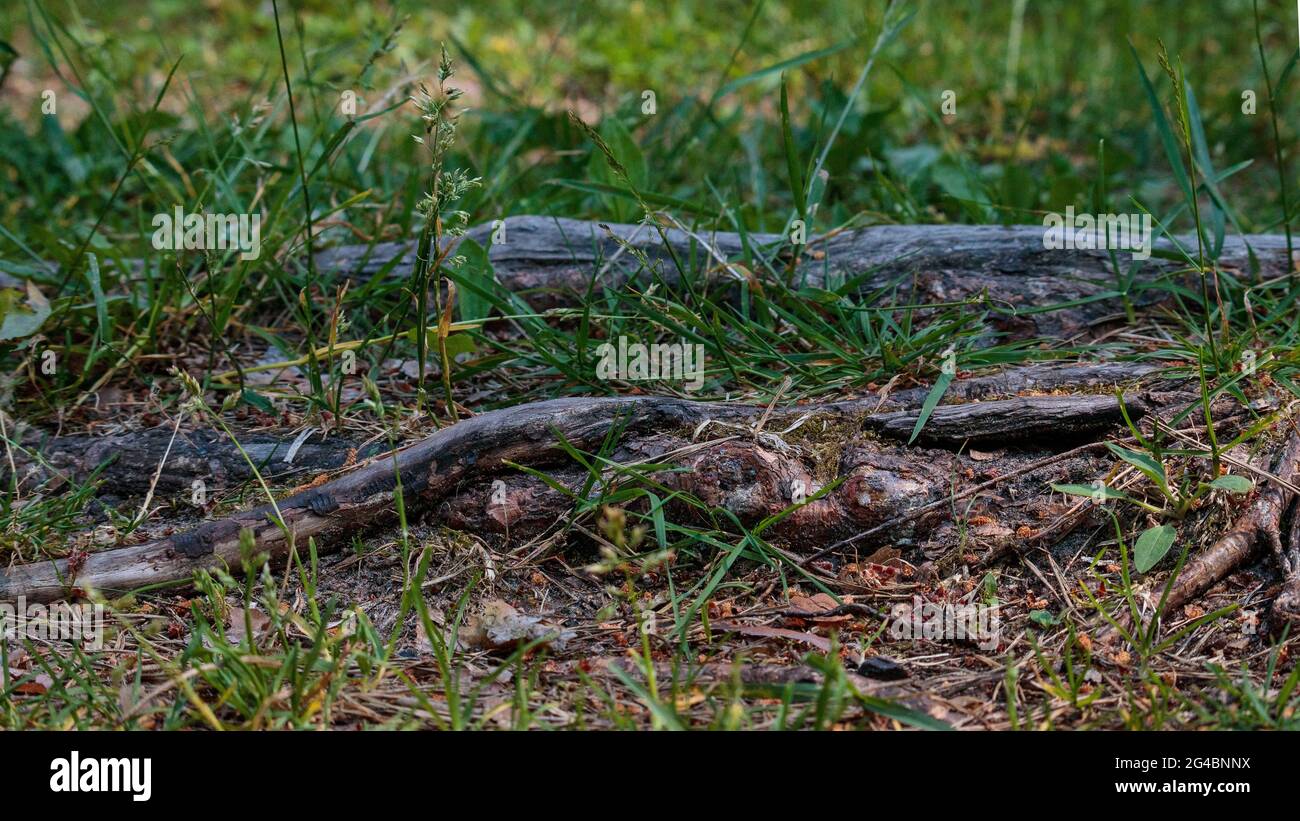 Passi naturali da radici di alberi centenari. Le scale naturali sono cresciute nella sala. Tutto intorno sono vecchie foglie marroni, aghi di ramificazione di pino, foglie Foto Stock
